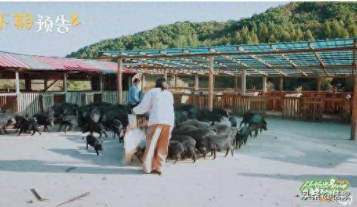 网友质疑《杜花》女团不是练业务技能,而是养猪(图1) 网友质疑《杜花》女团不是练业务技能,而是养猪(图1)