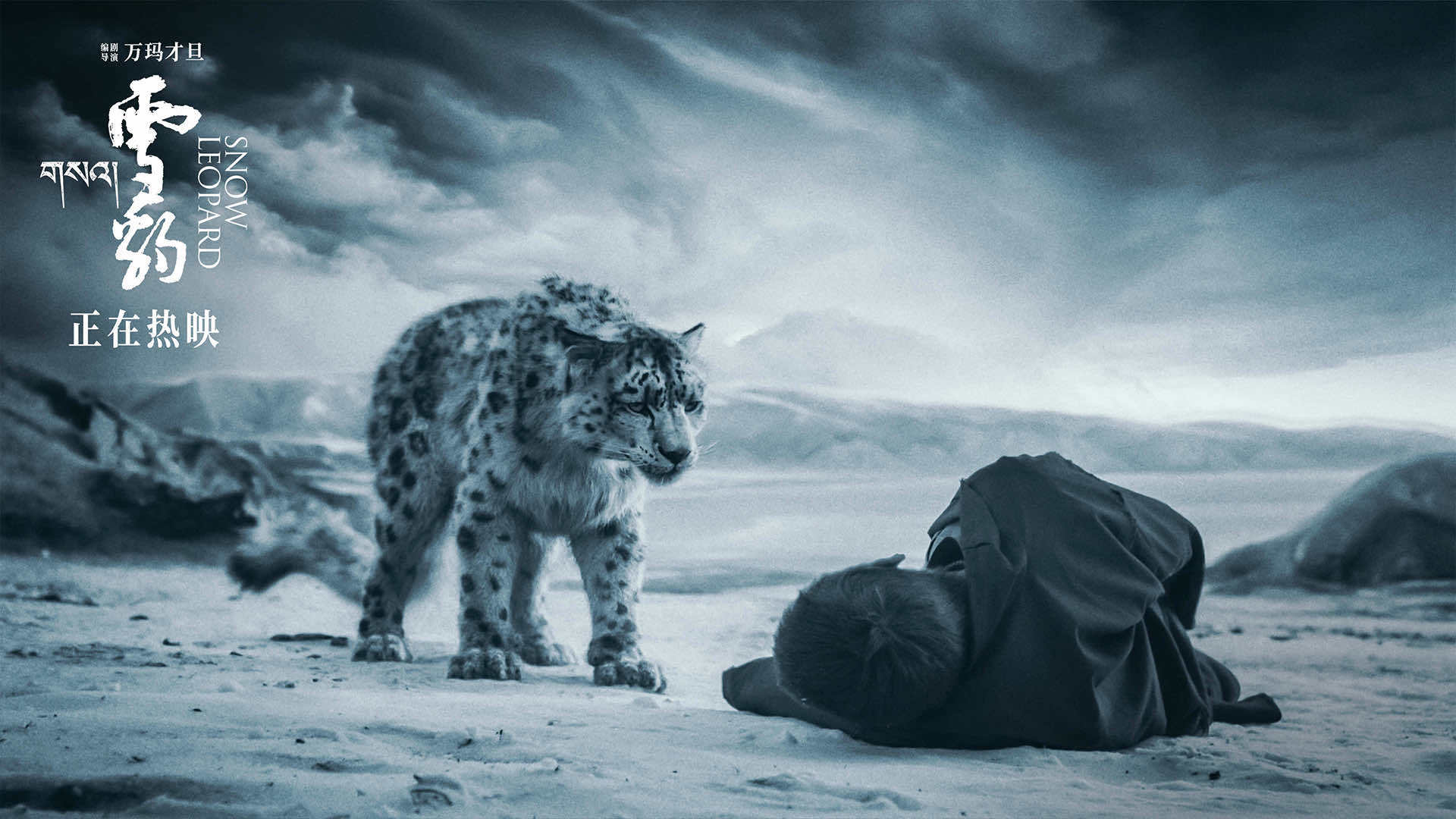 高口碑获奖佳作《雪豹》今日正式上映：打开了一个人豹之间从冲突到和解的跌宕起伏的故事(图4)