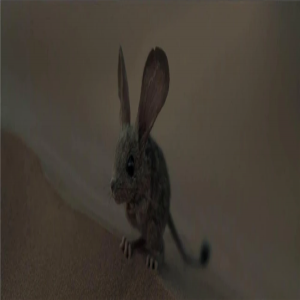 《沙丘》萌系“跳跳鼠”用耳朵喝水：有一对大耳朵，不仅能探听风吹草动