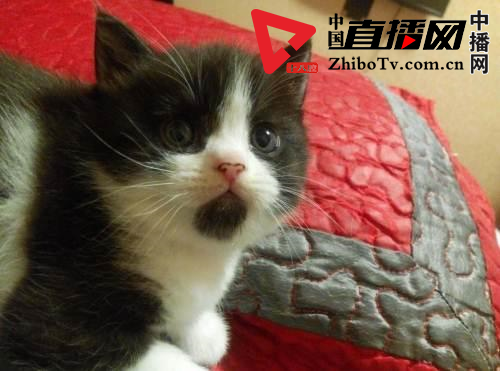 中年发福的沈腾张博任贤齐 到底经历了什么(图17)